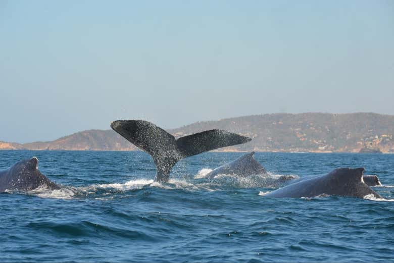 Avistamiento de ballenas y delfines en Puerto Escondido