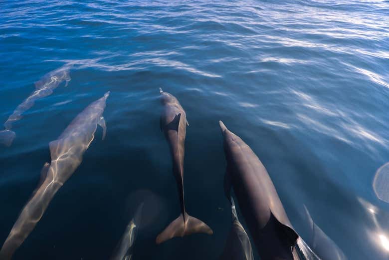 Avistamiento de ballenas y delfines en Puerto Escondido