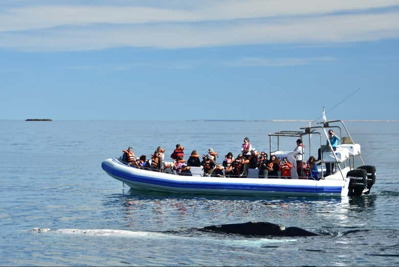 Avistamiento de ballenas en Puerto Pirámides