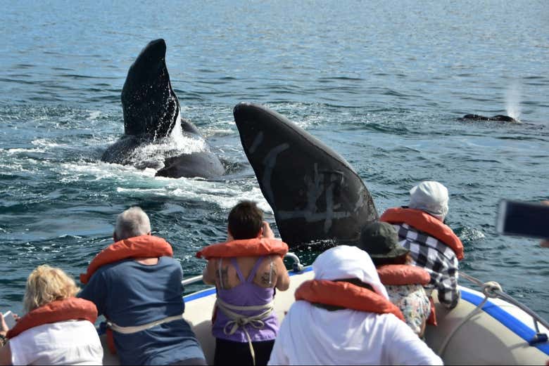 Avistamiento de ballenas en Puerto Pirámides