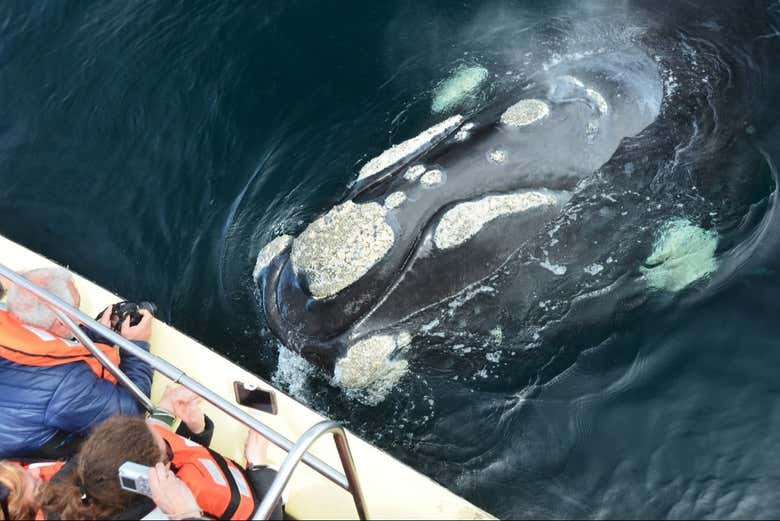 Avistamiento de ballenas en Puerto Pirámides