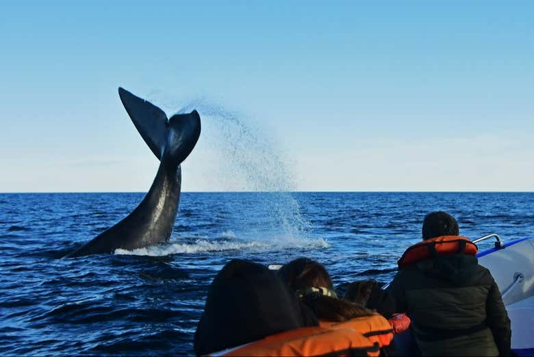 Avistamiento de ballenas en Puerto Pirámides