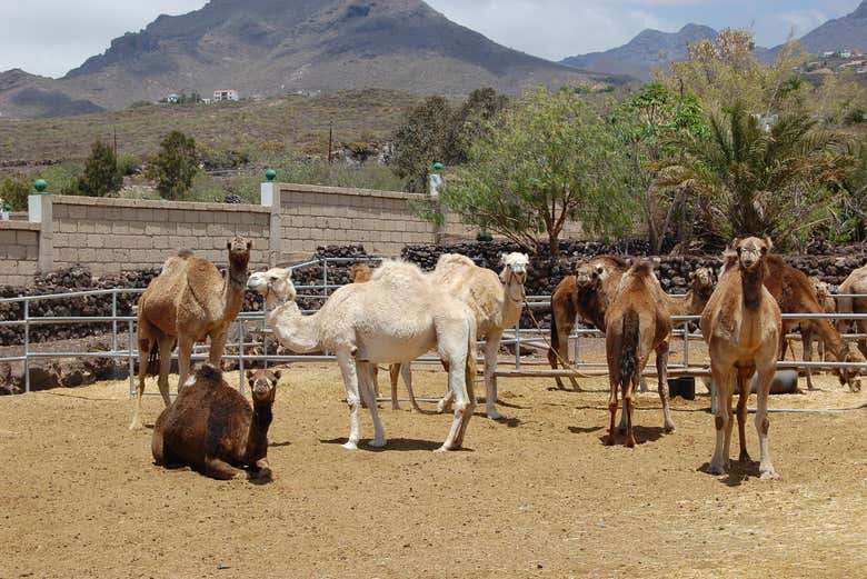 Paseo en camello por Los Cristianos con visita a una granja