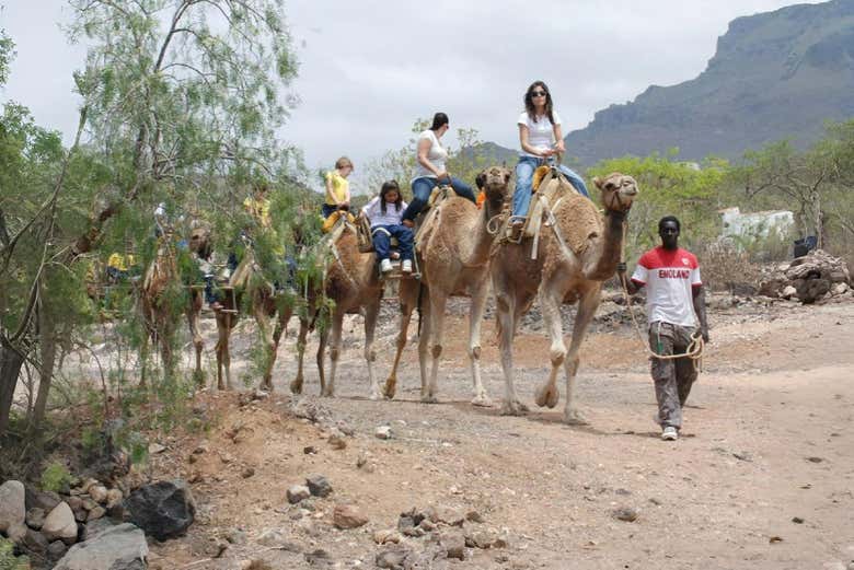 Paseo en camello por Los Cristianos con visita a una granja