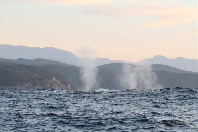 Avistamiento de ballenas en Puerto Ángel