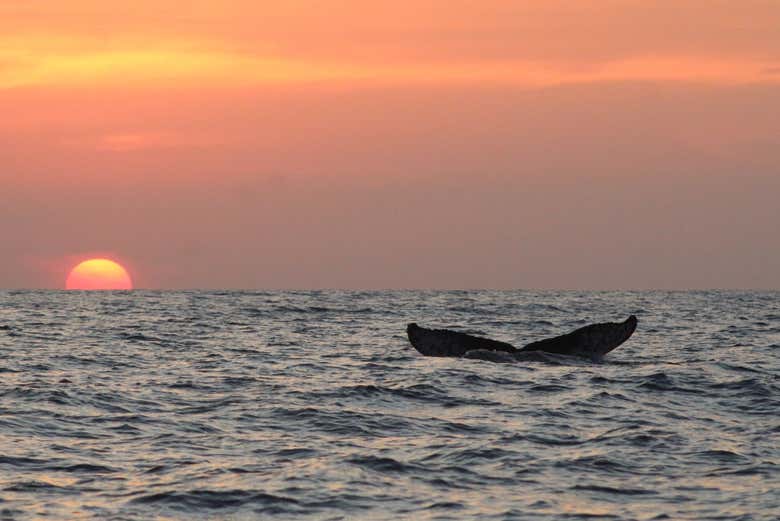 Avistamiento de ballenas en Puerto Ángel