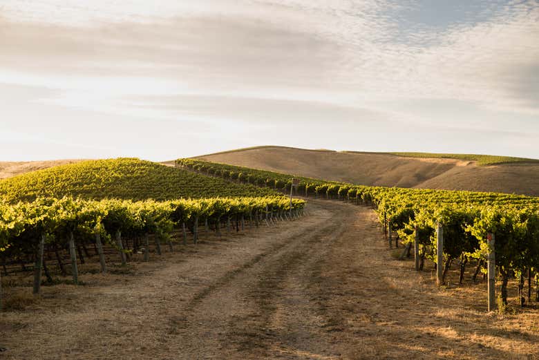 Visita a la bodega Artesa Winery