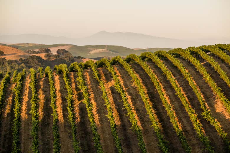 Visita a la bodega Artesa Winery