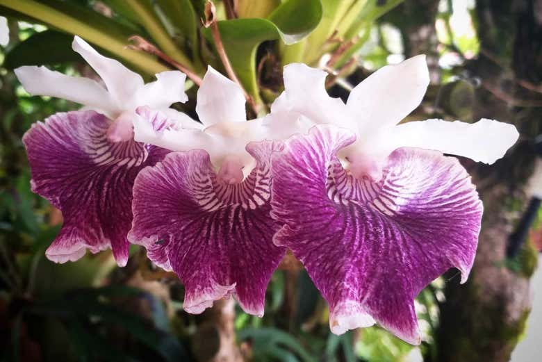 Avistamiento de aves y flores en Manizales
