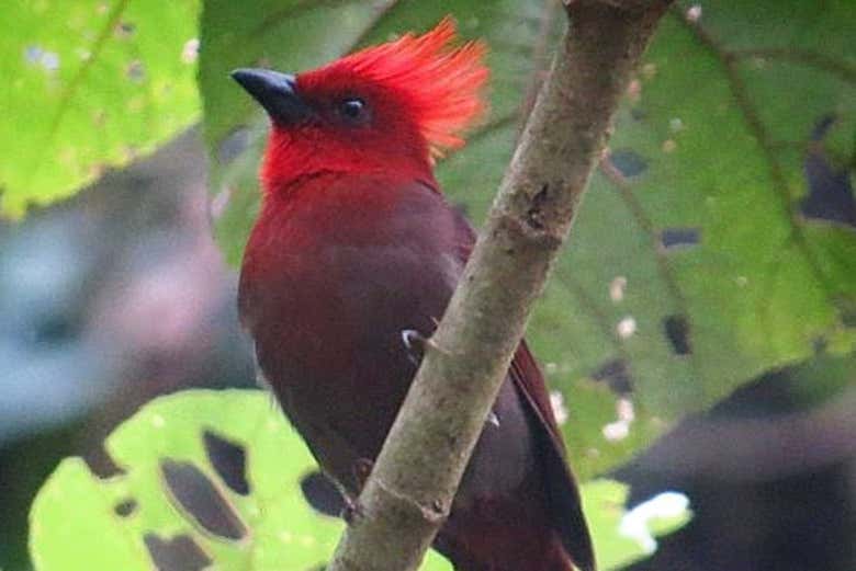 Avistamiento de aves y flores en Manizales
