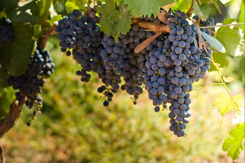 Visita a la bodega Domaine Bousquet
