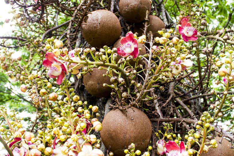 Excursión a la Piscina Esmeralda, cataratas Spanny y Jardín Botánico