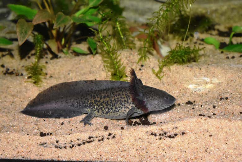 Entradas al Acuario Michin Ciudad de México