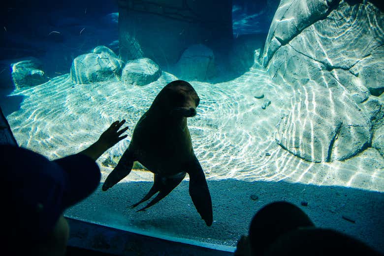Entradas al Acuario Michin Ciudad de México