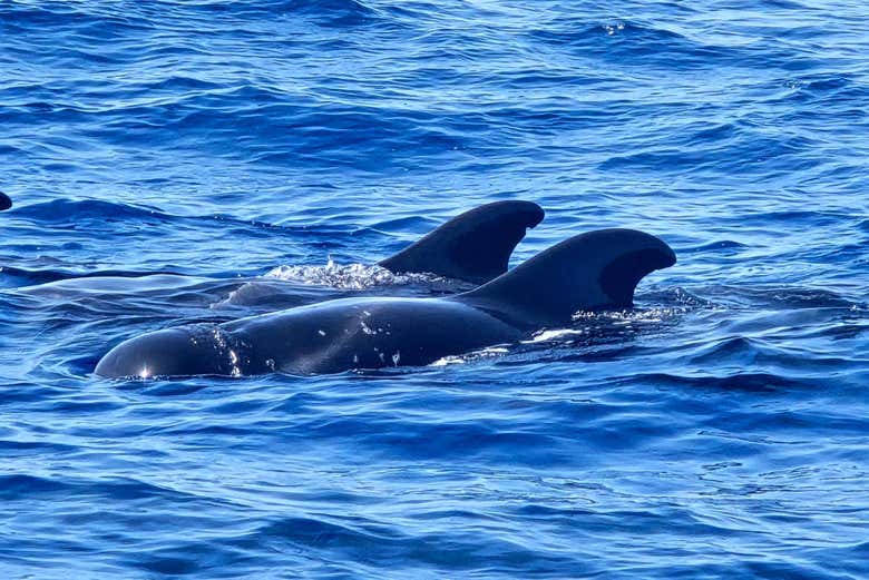 Paseo en barco vikingo con avistamiento de delfines y ballenas