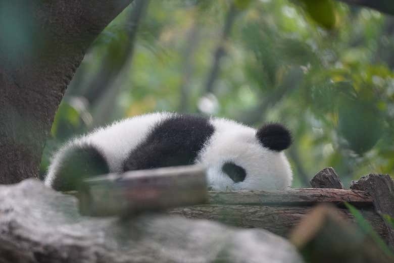 Entrada a la base de pandas de Chengdú
