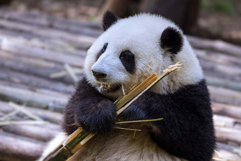 Entrada a la base de pandas de Chengdú