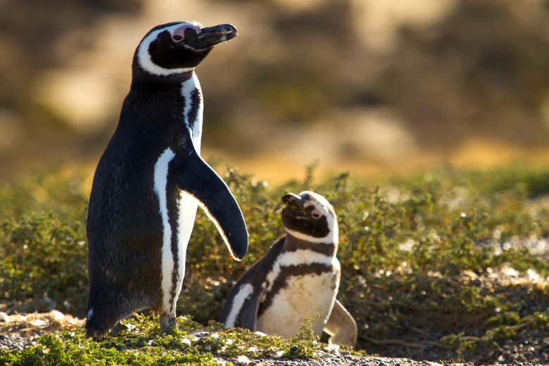 Avistamiento de pingüinos en Punta Tombo + Museo Paleontológico Egidio Feruglio