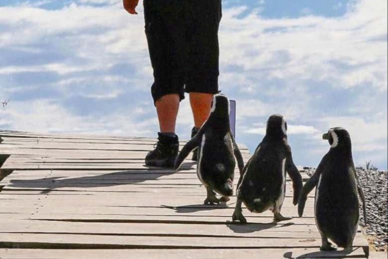 Avistamiento de pingüinos en Punta Tombo + Museo Paleontológico Egidio Feruglio - Galería 1