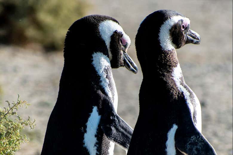 Avistamiento de pingüinos en Punta Tombo + Museo Paleontológico Egidio Feruglio - Galería 2