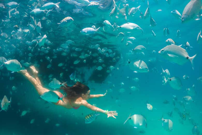 Excursión a Ilha Grande