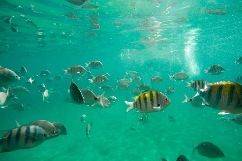 Excursión a Ilha Grande