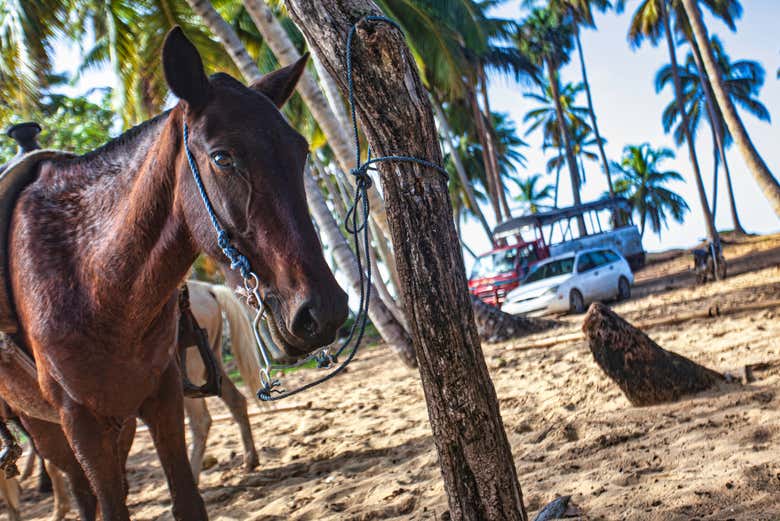 Paseo a caballo por la playa El Limón