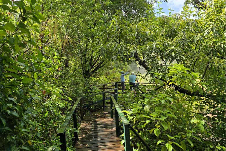 Tour por el valle de Roseau