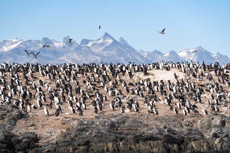 Cruce de Puerto Williams a Ushuaia por el Canal Beagle