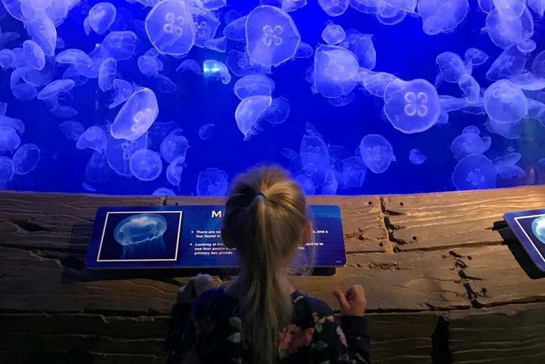 Entradas al Downtown Aquarium Houston