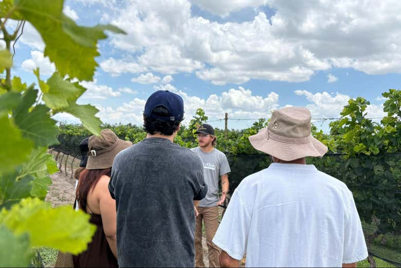 Tour del vino, la nuez y el sotol