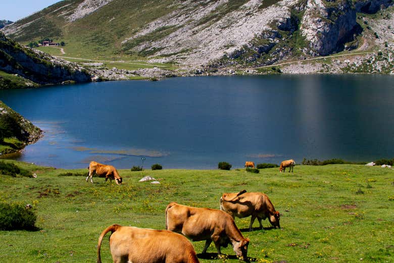 Excursión a los lagos de Covadonga