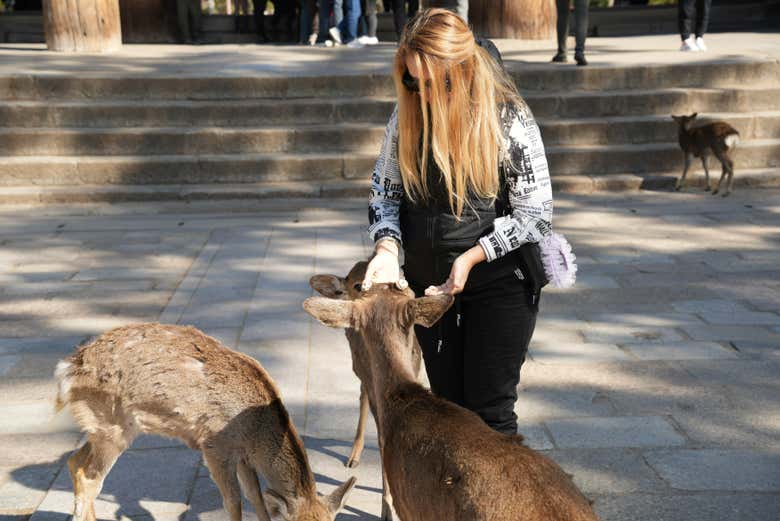 Excursión a Nara, Himeji y Kōbe