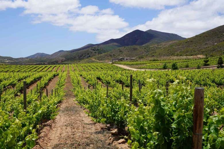 Ruta del vino por el Valle de Guadalupe