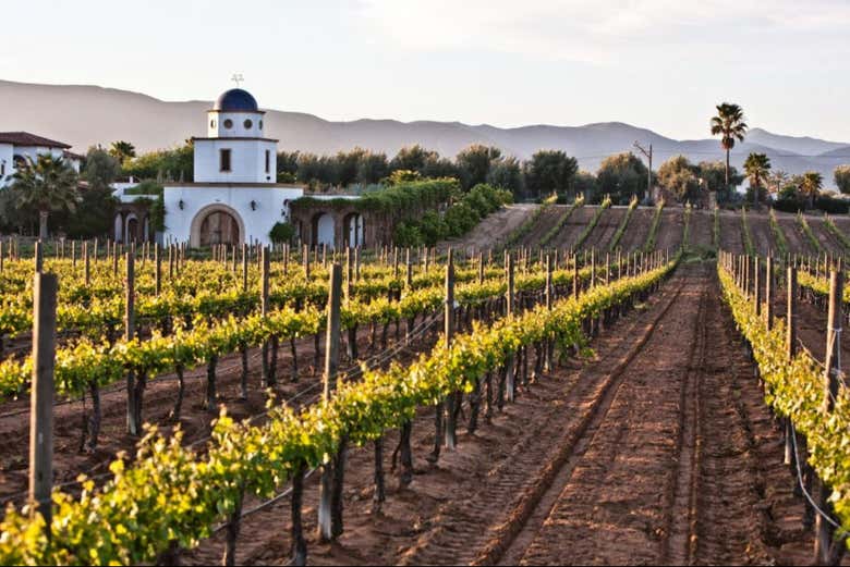 Ruta del vino por el Valle de Guadalupe