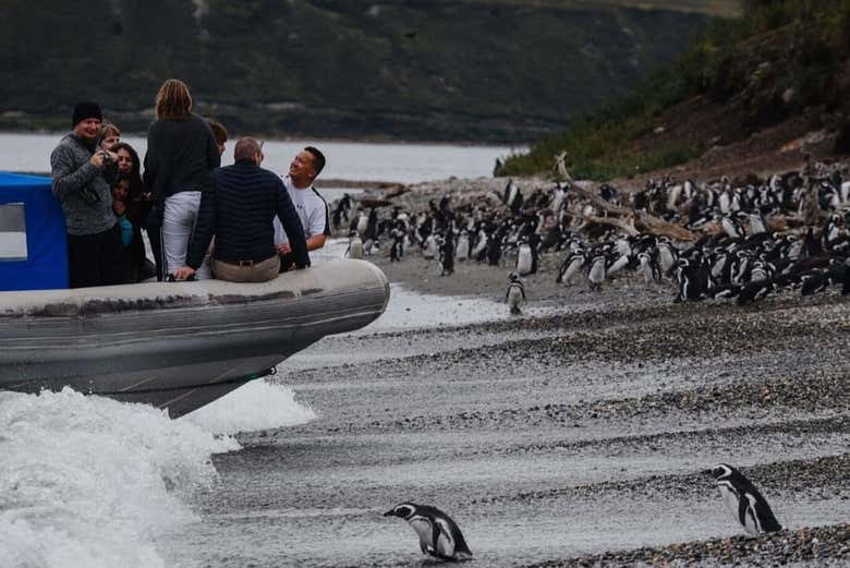Excursión a Puerto Almanza + Avistamiento de pingüinos en la isla Martillo