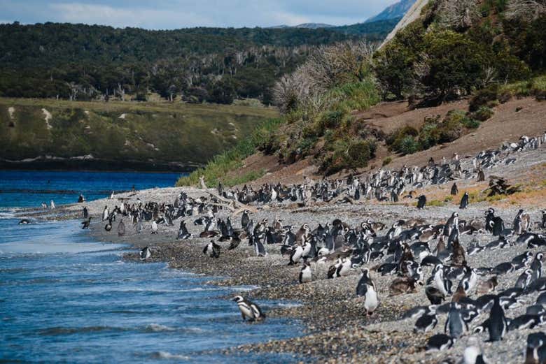 Excursión a Puerto Almanza + Avistamiento de pingüinos en la isla Martillo