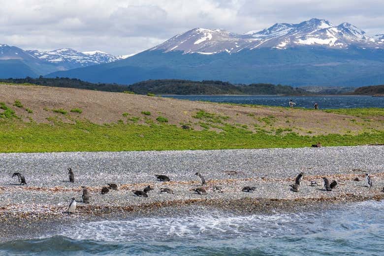 Excursión a Puerto Almanza + Avistamiento de pingüinos en la isla Martillo