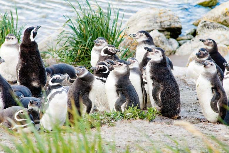 Excursión a Puerto Almanza + Avistamiento de pingüinos en la isla Martillo