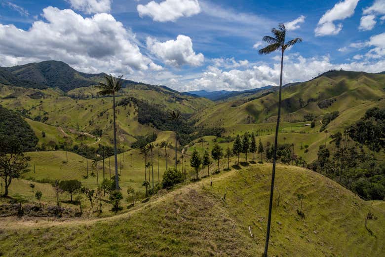 Transporte entre Pereira o Armenia y el Valle de Cocora