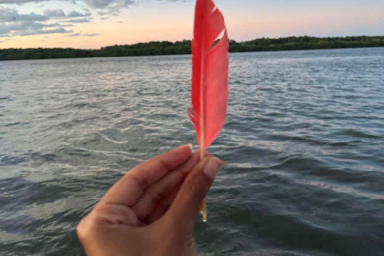 Revoada dos Guarás al atardecer en el delta del Parnaíba