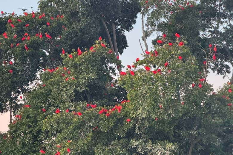 Revoada dos Guarás al atardecer en el delta del Parnaíba