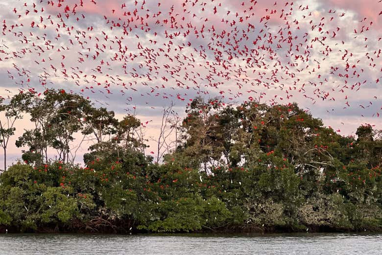 Revoada dos Guarás al atardecer en el delta del Parnaíba
