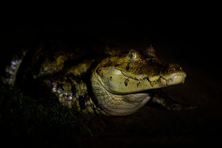 Safari nocturno por el delta del Parnaíba