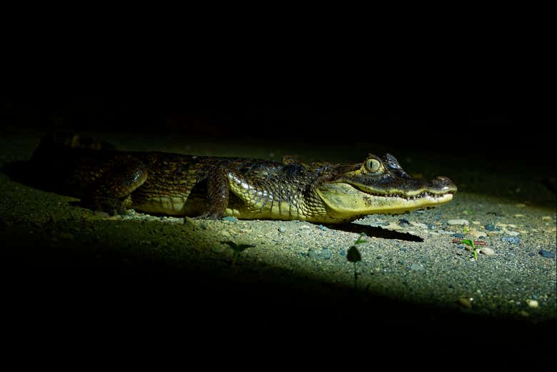 Safari nocturno por el delta del Parnaíba