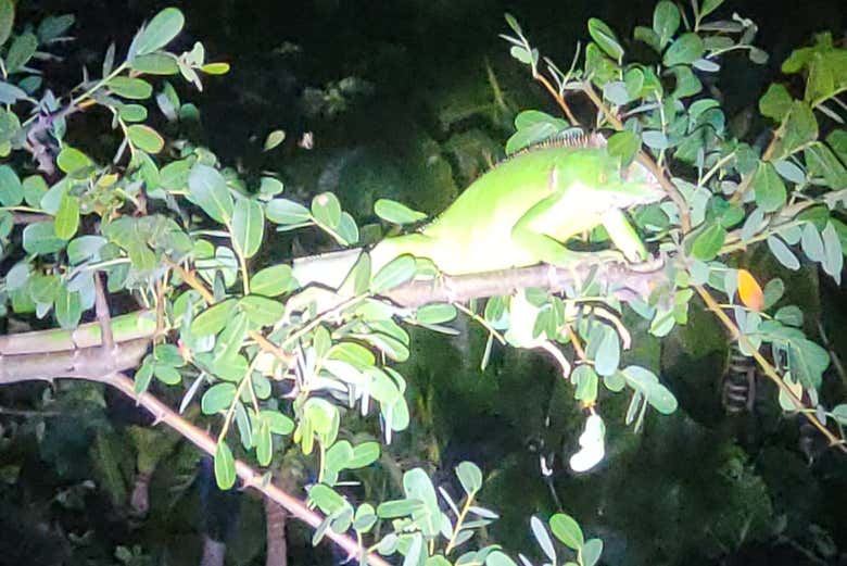 Safari nocturno por el delta del Parnaíba