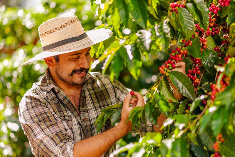 Visita a una hacienda de café