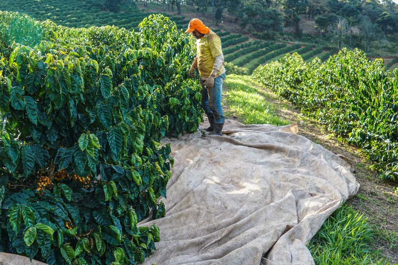 Visita a una hacienda de café