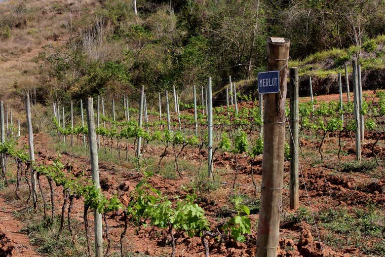 Visita a la vinícola Inconfidência