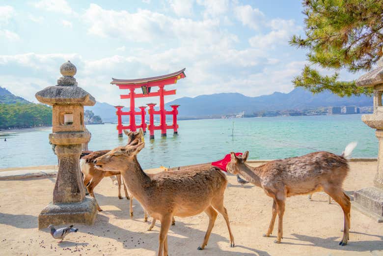 Ferry a Miyajima + Entrada a Itsukushima